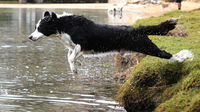 A dog having fun at Manly Lagoon.