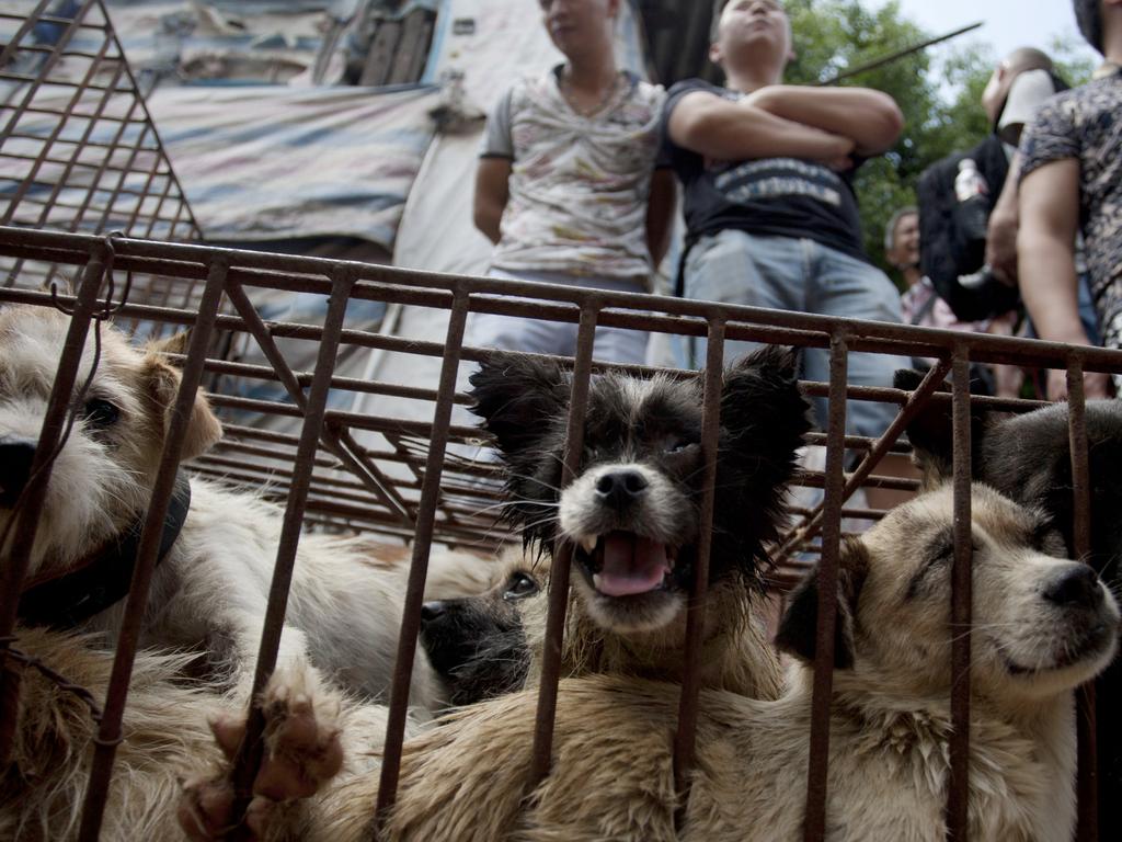 Dogs are now classified as pets in China, however they are still eaten in some parts of the country, such as at this dog meat festival in China's Guangxi province in June 2015. Picture: AFP PHOTO / STR