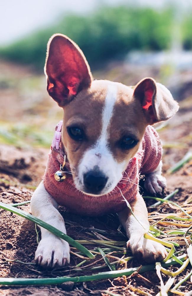 Maisey May: Amanda Giles' 8 month old Mini Foxie