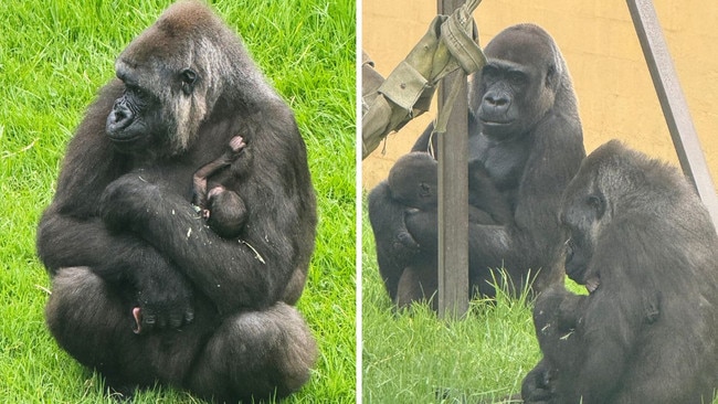 Mogo Zoo has welcomed a baby gorilla