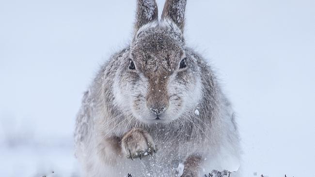 Animals, such as this snow hare, photographed by 2015 Wildlife Photographer of the Year Rosamund Macfarlane, were common in pagan stories.