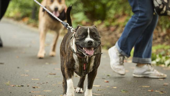 Million Paws Walk at Adelaide Botanic Gardens. Picture: Matt Loxton