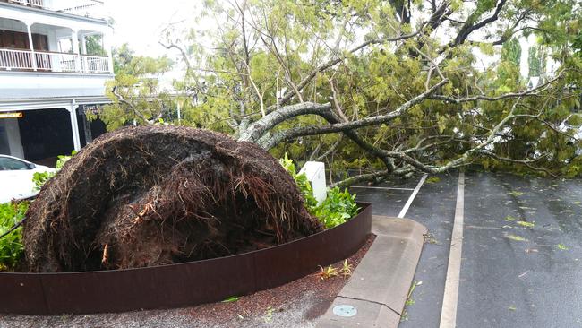 A fallen tree on Macrossan St in Port Douglas. Picture: Peter Carruthers