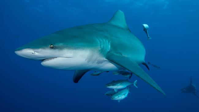 Bull sharks are one of the few shark species considered dangerous to humans. Picture: Ryan Daly.