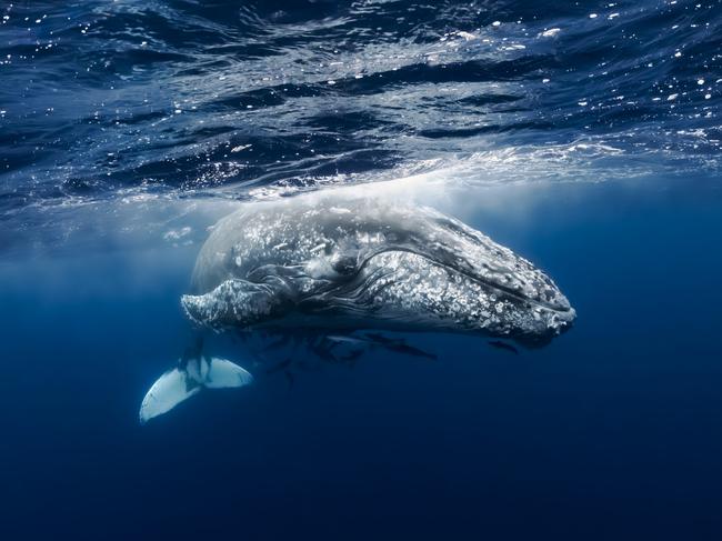 EMBARGO FOR TWAM, 17 MAY 2025. ONE TIME USE. FEE APPLIES. Humpback Whale, first ever Gold Coast Photography Awards. Photo: Zeke Laing