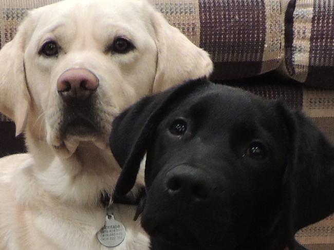 Viking is Monty's shadow. Viking the would-be guide dog is being puppy-raised in Baulkham Hills for Guide Dogs NSW by the Tobin family