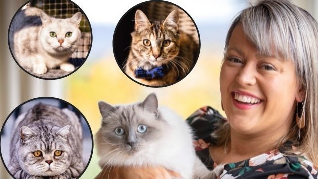 Tassie's cutest cat winners.