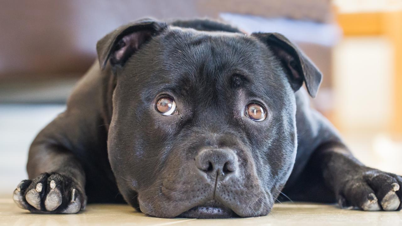 Sometimes our pets can become sad and anxious, too. Picture: iStock