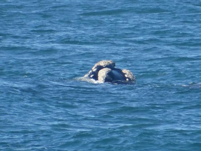 Southern Right Whale spotted off The Entrance recently. Picture Ronny Ling.