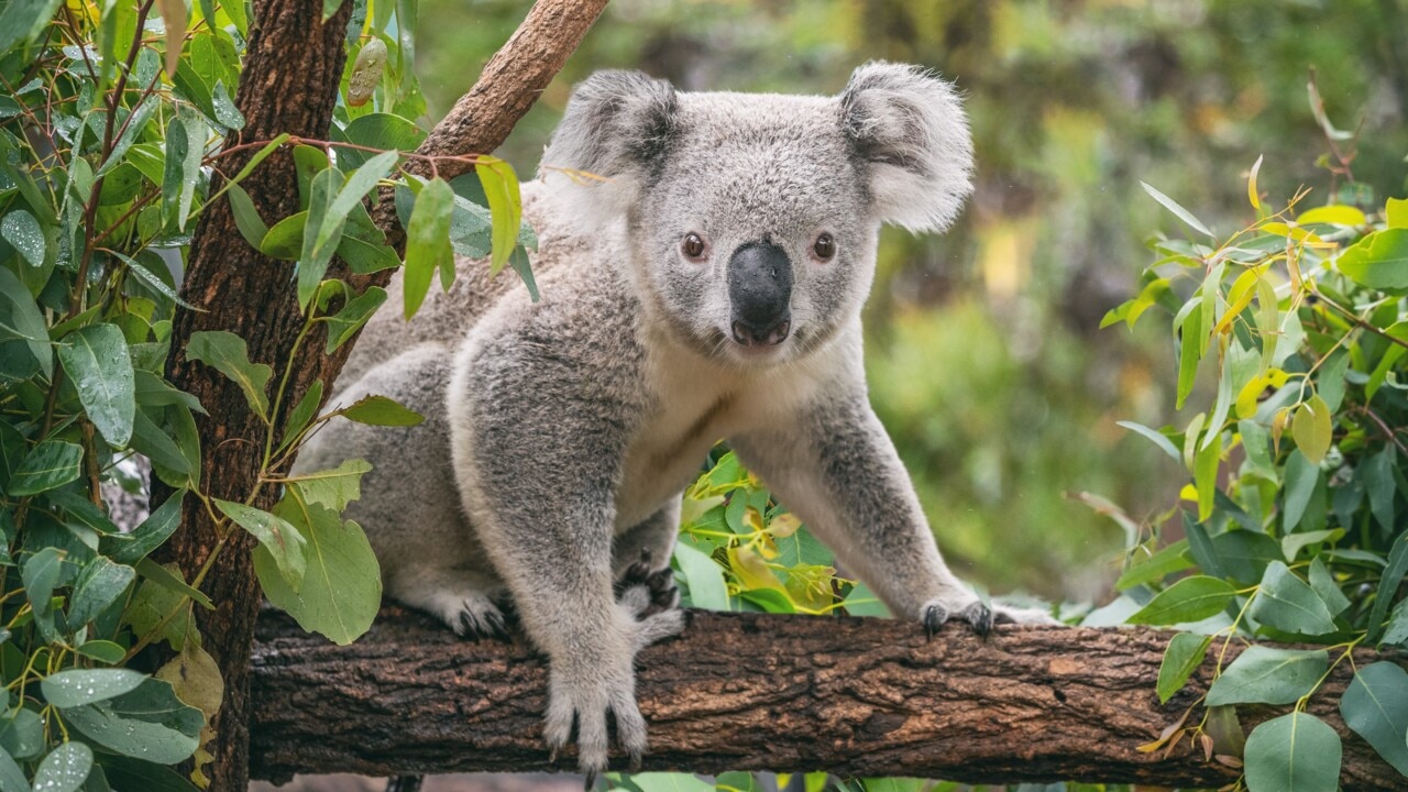 Four koalas born in South Australia hailed as potential saviour of the species