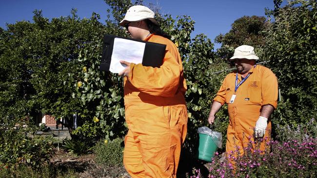 Field workers Stephanie Arnold and Chris Flint collect fruit samples during an Adelaide fruit fly outbreak.