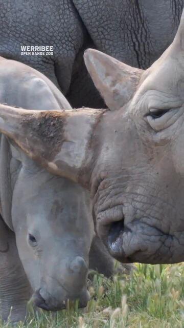 New baby Rhino at Werribee Open Range Zoo