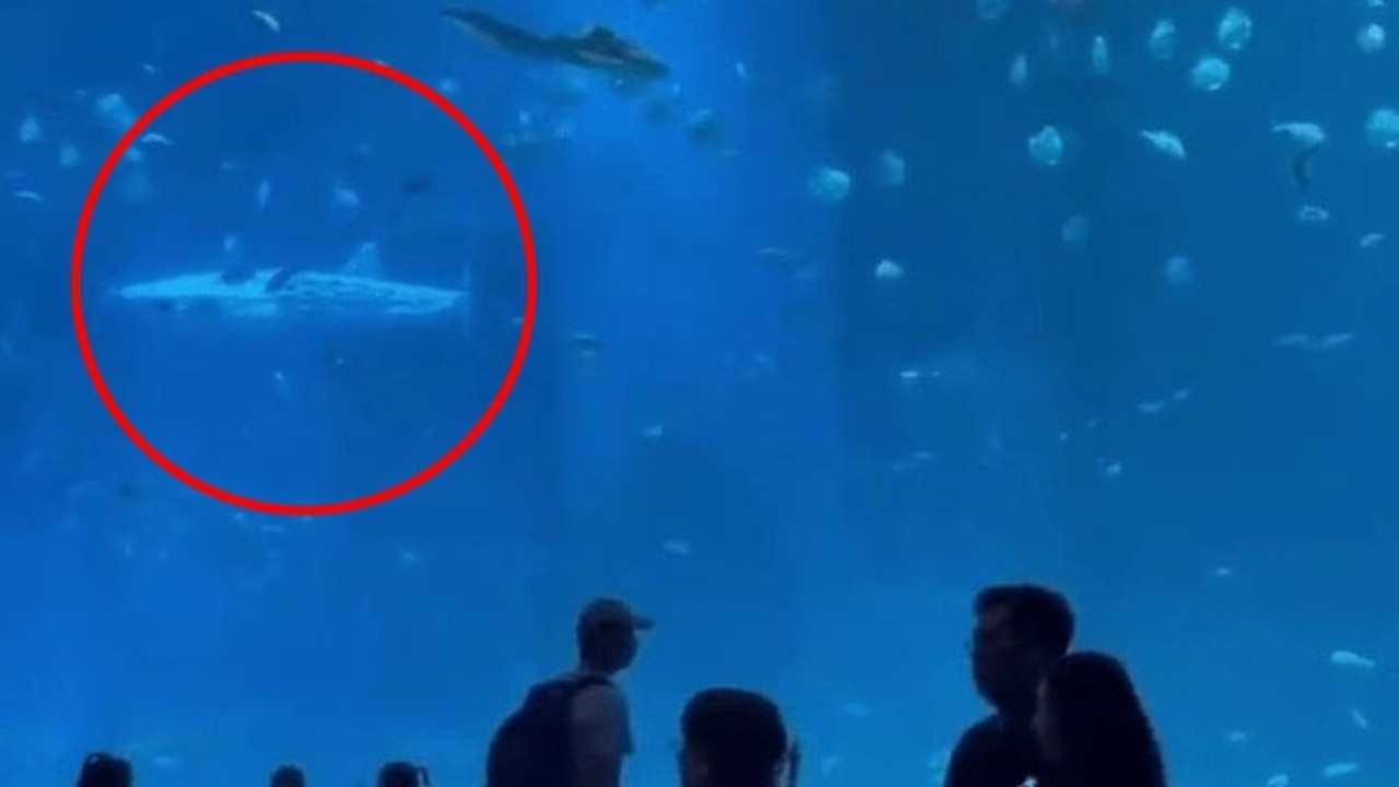 Aquarium visitors spot fake whale shark