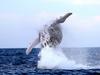 Men injured after boat hit by whale