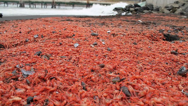 Millions of stranded prawns blanket Chile beach | news.com.au ...