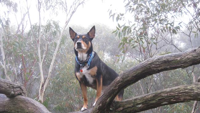 Holly the Kelpie on a trip to Mount Macedon. Picture: David Virgo