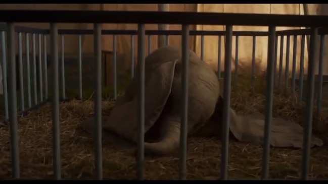 Dumbo trailer