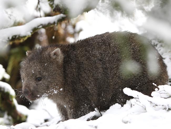 Wombat, Cradle Mountain