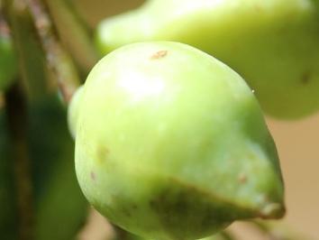 get forked - Kakadu plum or Gubinge or Billy Goat plum - Emma Lupin