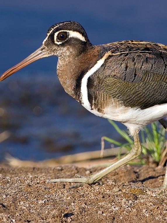 An Australian painted snipe.