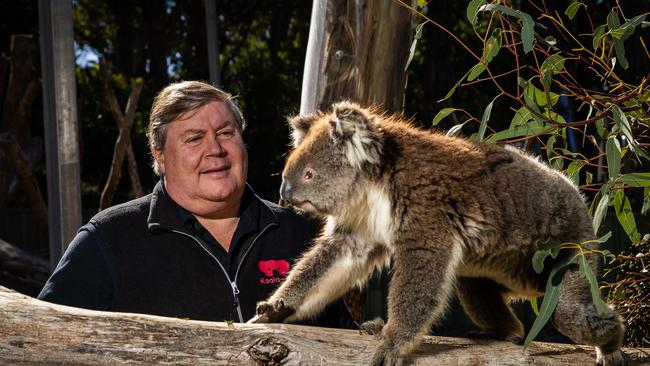 Professor Chris Daniels, chair of Koala Life foundation, with Vicki the koala at Cleland. Picture: Tom Huntley