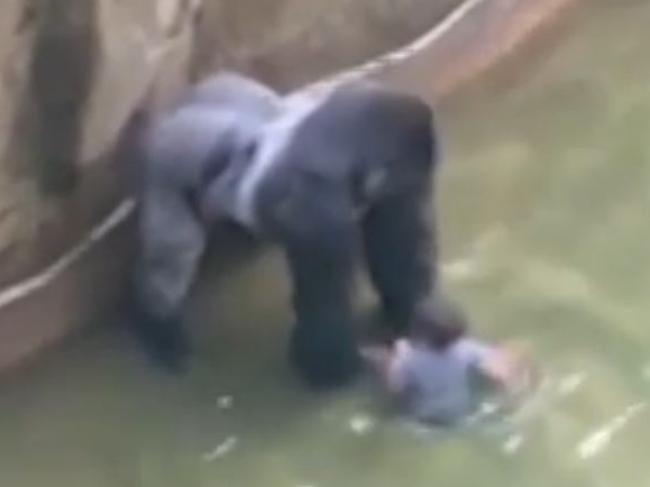 Harambe, 17, dwarfs the four-year-old boy who found his way into the Gorilla World exhibit. Picture: WLWT