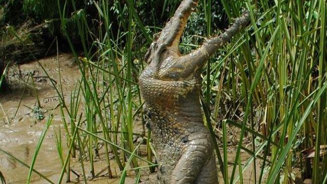 Steve Timmons took this photo of the standing croc on the Adelaide river in 2001 or 2002.