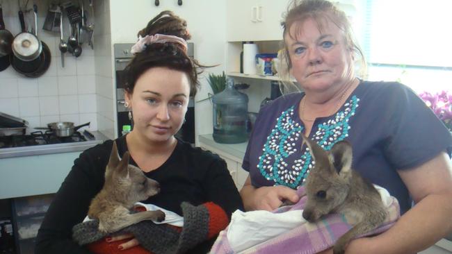 Two of the joeys survived a horrifying ordeal. Source: Janine Green