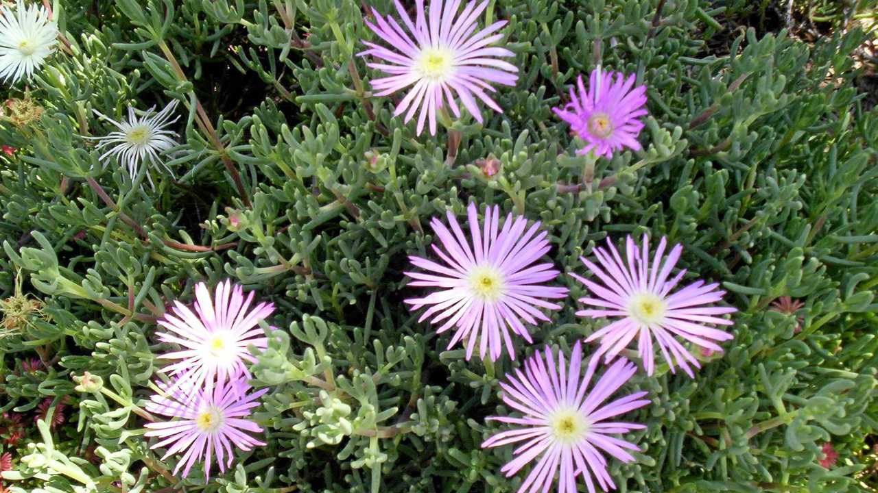 GARDENING: The coveted a succulent | The Courier Mail