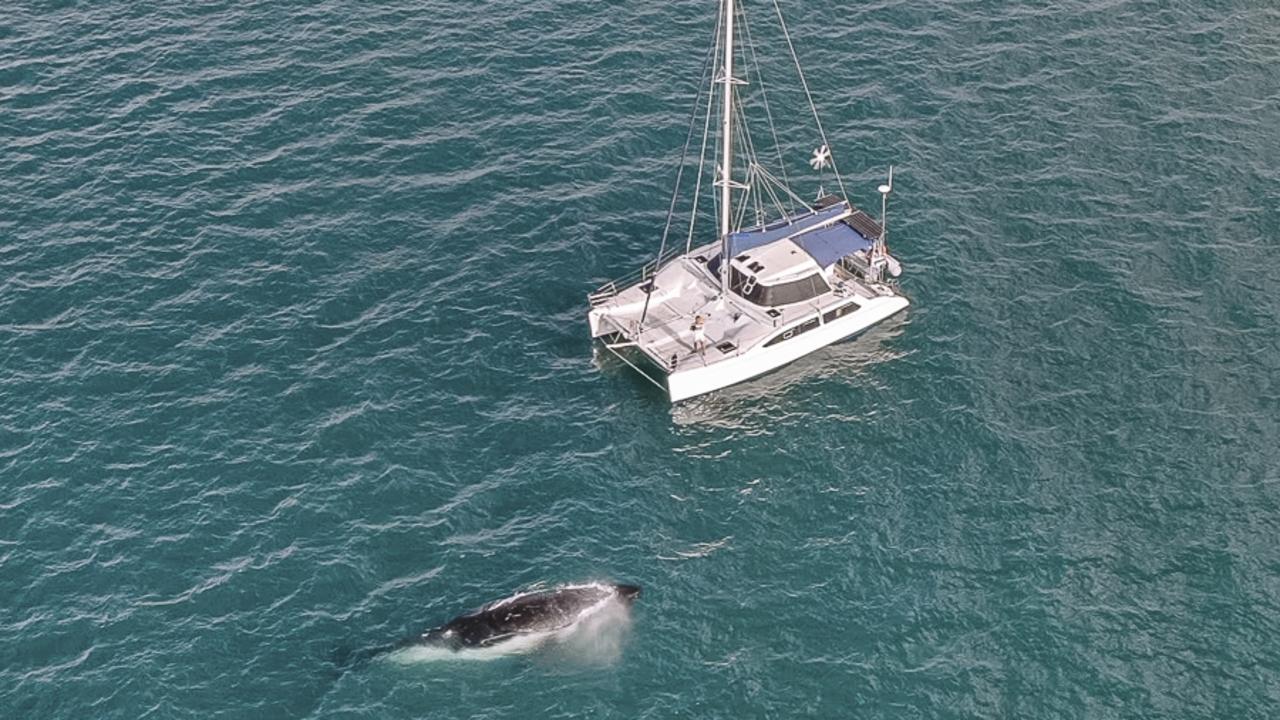 ‘Magical’: Nation’s first overnight whale watching tours launched