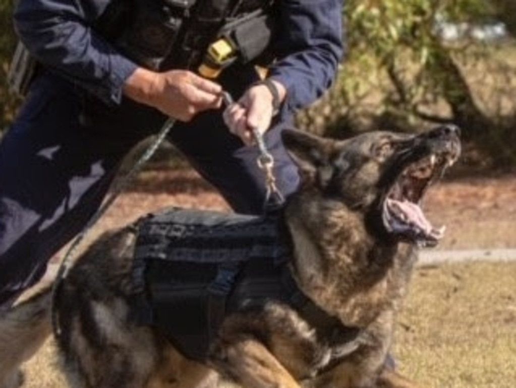 Keizer PD K9 Bruno, 5, dies from bacterial infection