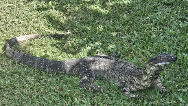 'Snuffy', Lace Monitor Lizard finds its way home after going missing