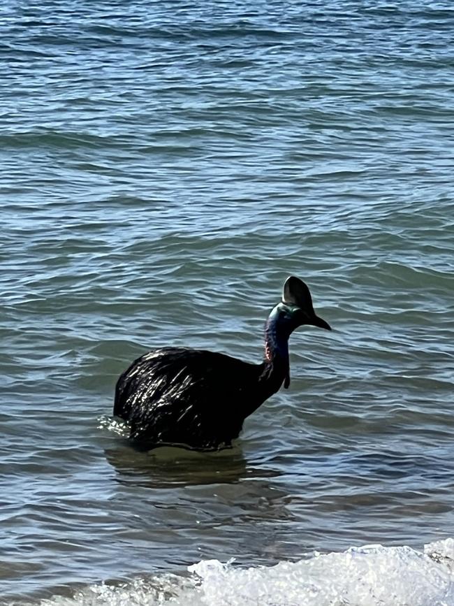 If you happen to cross a Cassowary you are supposed walk back slowly and put something like a big or a branch between yourself and the animal.