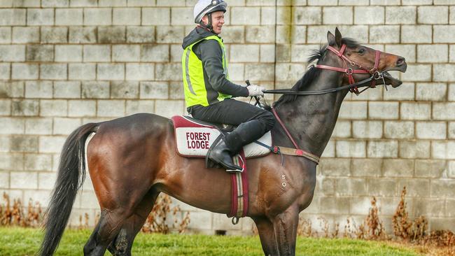 The Darren Weir trained Tosen Stardom has a 1000m gallop at Warrnambool racecourse this morning with jockey Brad McLean onboard. 1st September 2016. Picture: Colleen Petch.