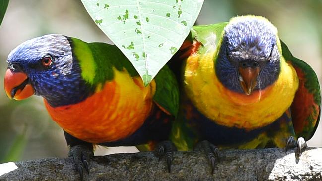 Lorikeet Paralysis Syndrome is a disease found primarily in wild rainbow lorikeets where unknown toxins paralyse the birds, leaving them unable to fly. Photo: Alistair Brightman