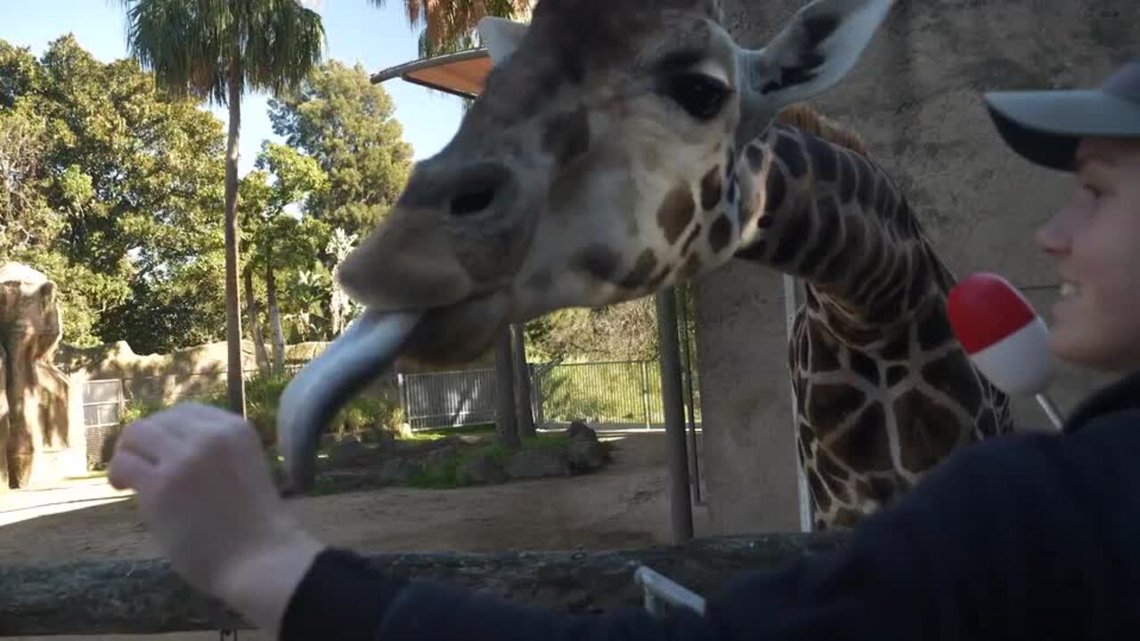 Clever Giraffes Cooperate With Dental Treatment After Months of Training