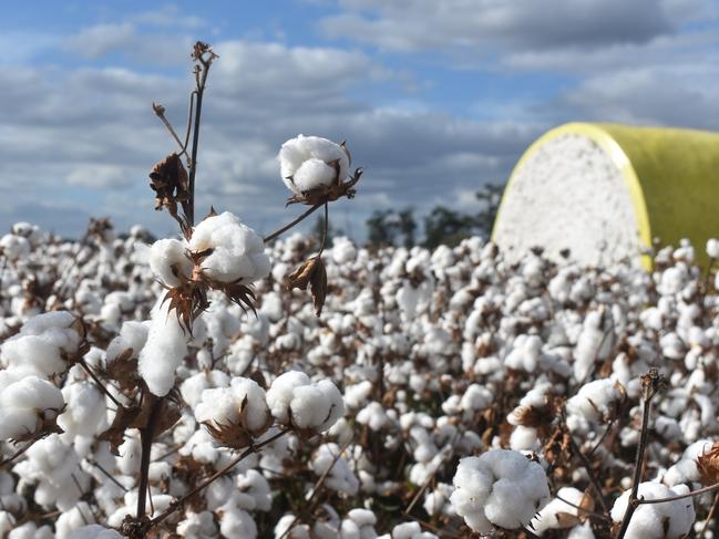 Cotton Crop