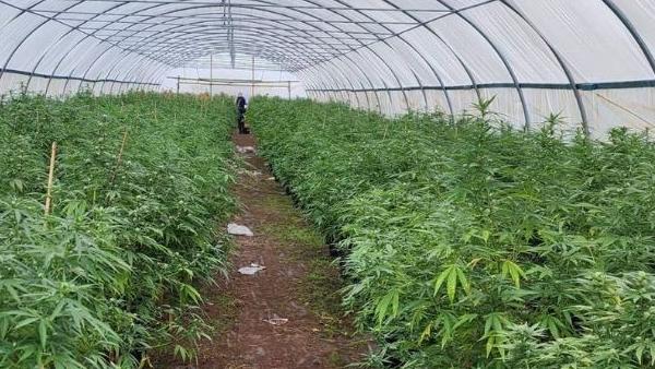 Police are alleging the cannabis is worth more than $52 million. Picture: NSW Police.