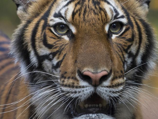 Nadia, a Malayan tiger at the Bronx Zoo in New York, tested positive for the new coronavirus. Picture: Julie Larsen Maher/Wildlife Conservation Society via AP