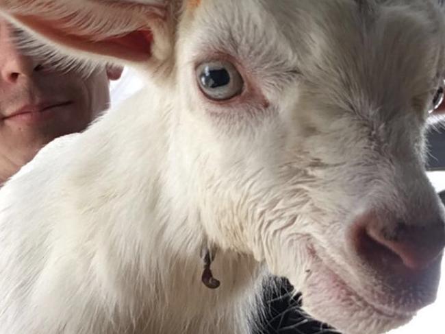 Salt the kid goat stolen from Caldermeade Farm and Cafe, believed to be by vegan activists. Picture: Supplied