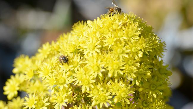 Some happy visitors enjoy Michele and Attila Kapitany’s garden at their property at The Lough Crt in Narre Warren North. Picture: Lawrence Pinder