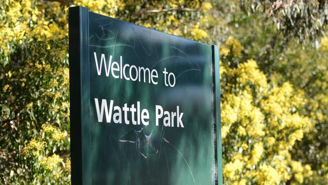 N10wh807 Great wattles this year at Wattle Park Burwood. Howard Hodgens member of Friends of Wattle Park.