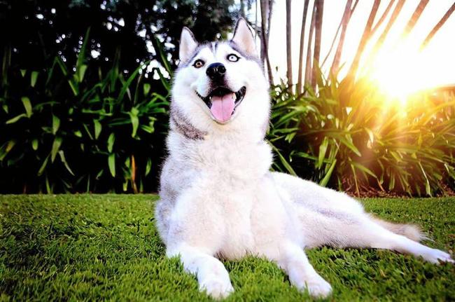 Huskies are being purchased without research into their needs after the popularity of Game of Thrones