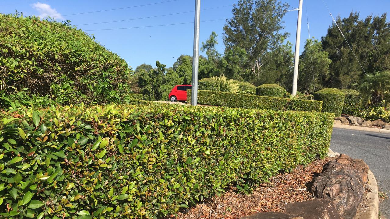 GARDENING: The perfect hedging plants for CQ conditions | The Courier Mail