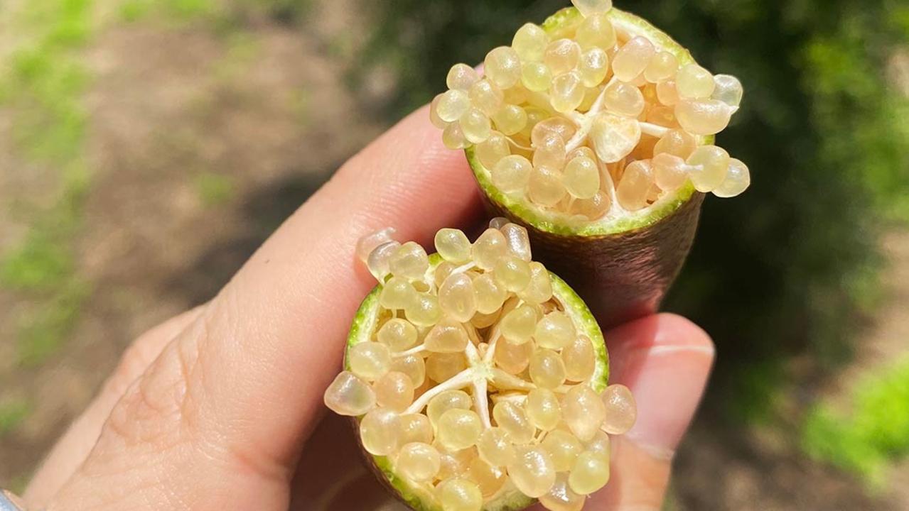 The finger lime caviar is a native delicacy which Lee uses to flavour his gin products. Picture: Supplied