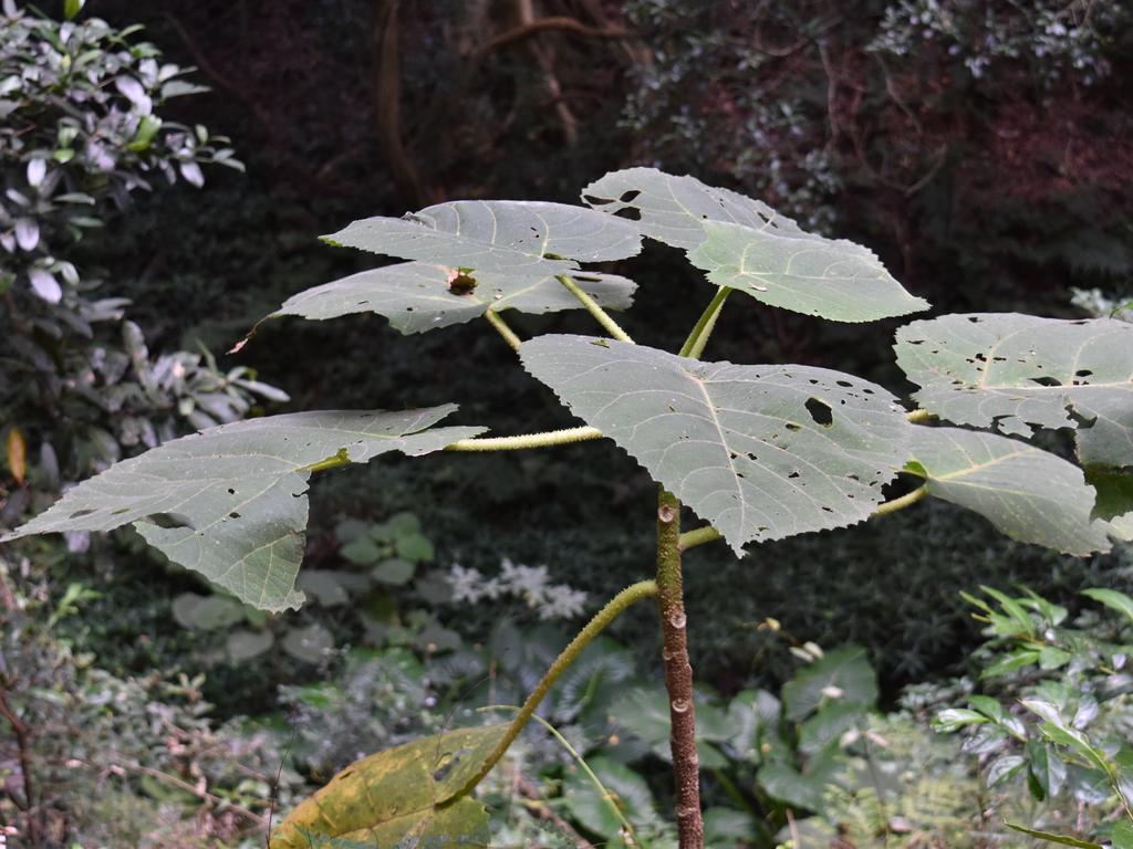 The infamous gympie-gympie stinging tree, seen in Bunya Mountains National Park, has leaves with thousands of hairs containing a toxin known to cause excruciating pain which can last for several hours.