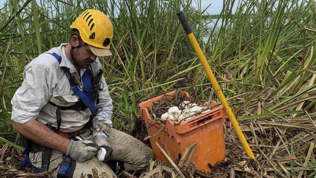 Wild Croc Territory star Chris ‘Willow’ Wilson marking crocodile eggs. Picture: Supplied