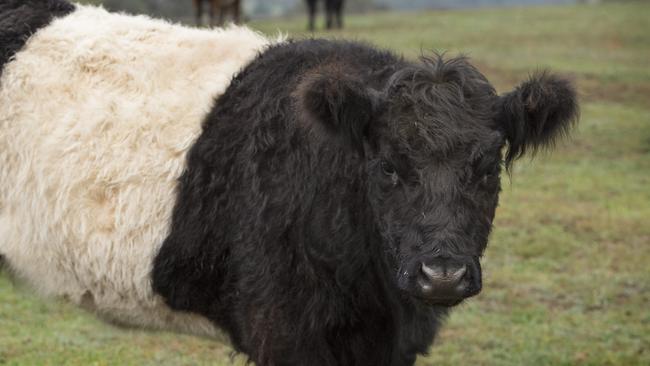 NEWS: Warialda Belted Galloway BeefWarialda Belted Galloway Beef  have moved all their sales online in response to coronavirus. They are one of many farmers and market managers who have set up online shops through Open Food Network in the past week, and have received heaps of orders. Making first meat-box deliveries today.Pictured: Belted Galloway weaners.PICTURE: ZOE PHILLIPS