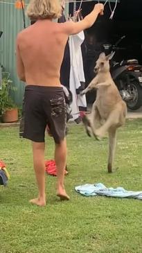 Kangaroo is too eager to hang the washing