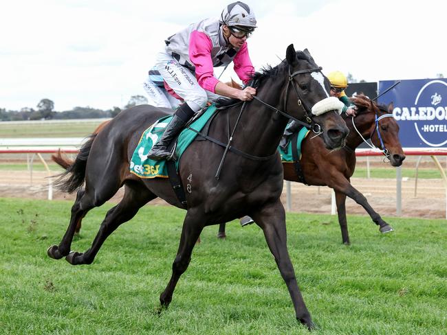 Forest Diamond (NZ) will chase a reward for her consistency when she steps out at Caulfield on Saturday. Picture :  Racing Photos via Getty Images.